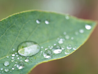 葉に残った雨つぶ