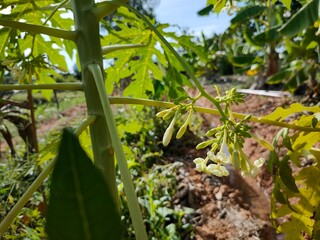  Papaya flower plantation in thailand