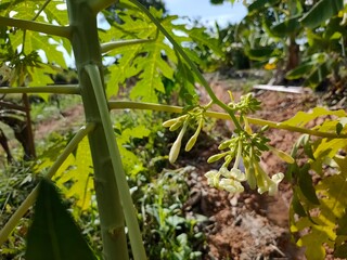 Papaya flower plantation in thailand