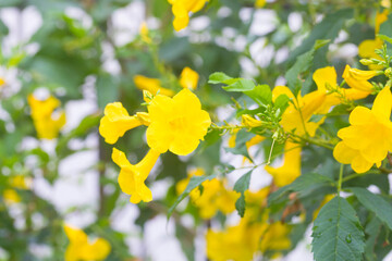 Yellow Elder, Gold Yellow color trumpet flower, Ellow Elder, Trumpet bush, Tecoma stans in nature garden.
