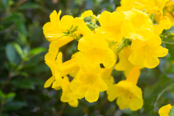 Yellow Elder, Gold Yellow color trumpet flower, Ellow Elder, Trumpet bush, Tecoma stans in nature garden.