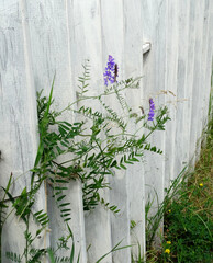 white wooden fence and meadow grass and flowers growing nearby