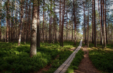 Lahemaa national park, Estonia - June 17, 2018: A trail at Lahemaa national park with no people. The long trail and tall trees around.