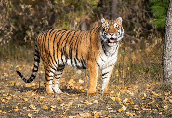 Siberian Tiger close up