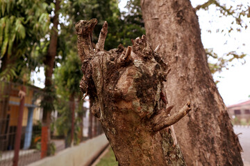 wooden branch texture, art 2