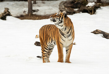 Siberian Tiger close up