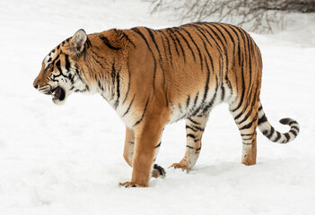 Siberian Tiger close up