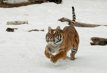 Siberian Tiger close up