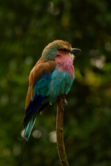 Close up image of an isolated European roller (Coracias garrulus) bird on a wooden stick. It has vibrant colors and beautiful feathers. They are known for acrobatic flight maneuvers.