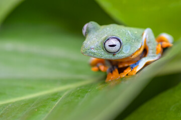 Green tree flying frog in their environment