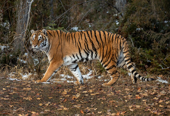 Fototapeta na wymiar Siberian Tiger close up