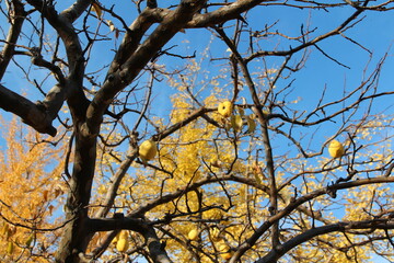 Ripe yellow Korean pears on the tree againt the blue sky in autumn, South Korea