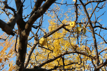 Ripe yellow Korean pears on the tree againt the blue sky in autumn, South Korea