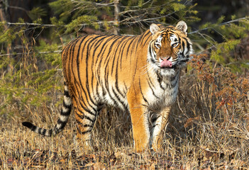 Fototapeta na wymiar Siberian Tiger close up