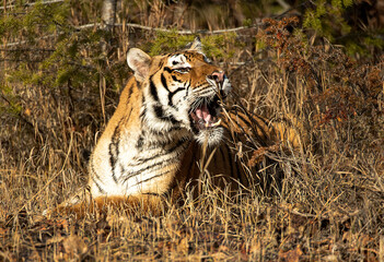 Siberian Tiger close up