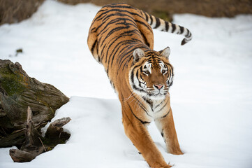 Obraz premium Siberian Tiger close up