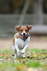 ドッグランで遊ぶジャックラッセルテリア
