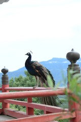 境内で放し飼いになっている孔雀