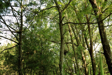 photo of forest trees, plant,leaf