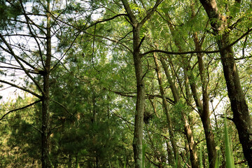 photo of forest trees, plant,leaf