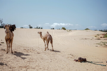 camel lac rose senegal