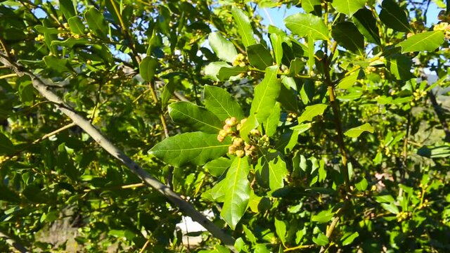 A flowering branch of a laurel tree sways in the wind, an evergreen plant, plants of Turkey.
