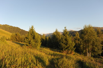 A series of hills with different vegetation: Tianshan firs, wild flowers and grass. Territory near Khan Tengri.