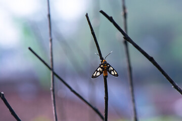 moth on branch with natural background