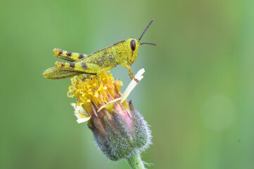 green grasshopper on a flower