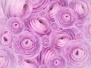 Floral purple -pink background. A bouquet of  roses  flowers.  Close-up.  Flower composition. Nature.