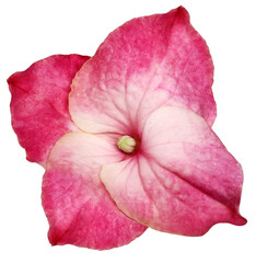 Pink  hydrangea flower isolated on a white background. Close-up . For design. Nature.