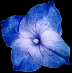 Blue  hydrangea flower isolated on  black background. Close-up . For design. Nature.