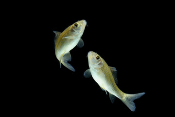 Osteochilus vittatus/ Nilem Bonylip barb fish Is a medium sized freshwater fish.from asia