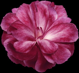 pink   flower Clove. isolated on  black background. No shadows with clipping path. Close-up. Nature.