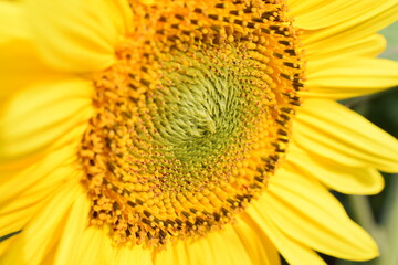 sunflower on the plot in summer close-up