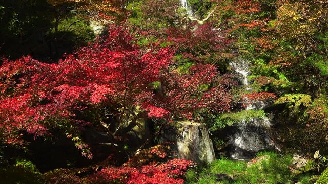 Autumn leaves with waterfall in Hiroshima, Japan. Japanese garden. 4K