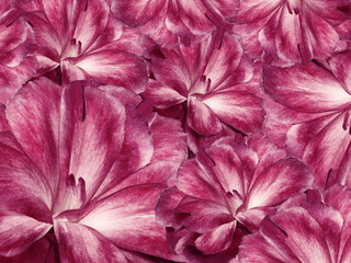 Floral purple background. A bouquet of cloves flowers. Close-up. Flower composition. Nature.	