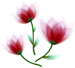 set  watercolor red  flowers tulips on  isolated a white background. Close-up. Flowers on the  green stem. Nature.