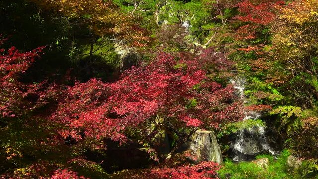 紅葉と滝 秋  広島県三原市 三景園 4K / Autumn leaves with waterfall in Hiroshima, Japan. 4K