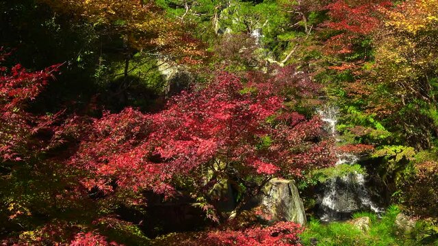 Autumn leaves with waterfall in Hiroshima, Japan. Japanese garden. 4K