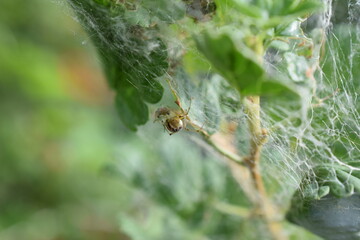 the spider spun a net 