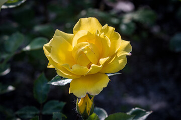 Open blooming yellow rose. Beautiful bright yellow flower among green leaves. Spring park. Close-up. On open air. Front view.
