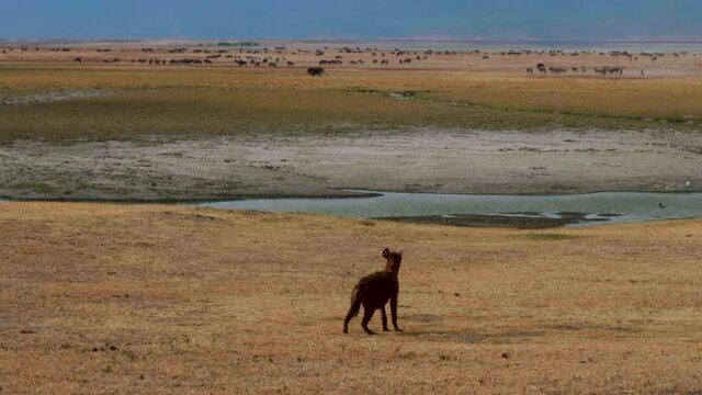 Iena watching great plain with great herd of wildebeest and zebras.