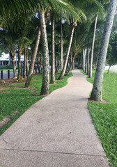 Obraz premium Palm Cove in Far North Queensland, Australia. Palm trees, beautiful beach, serene, warm weather