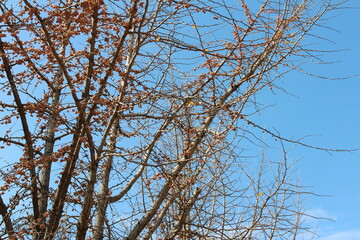 Gingko nuts on the tree with the branches in autumn, South Korea