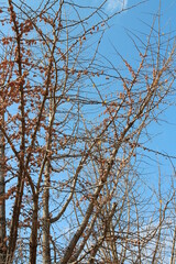 Gingko nuts on the tree with the branches in autumn, South Korea