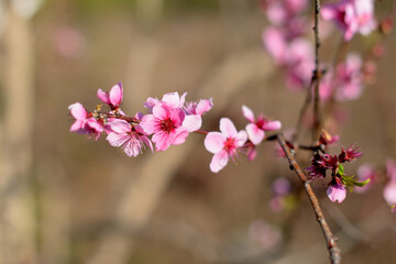 pink cherry blossom in spring
