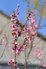 pink cherry blossom in spring