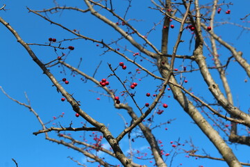 Fototapeta na wymiar Hawthorn berries on tree branches against the clear blue sky in autumn, South Korea