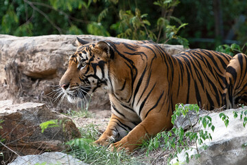 The sleeping tiger looked at something.